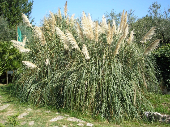 ForumEA/F/Erba della Pampas.JPG